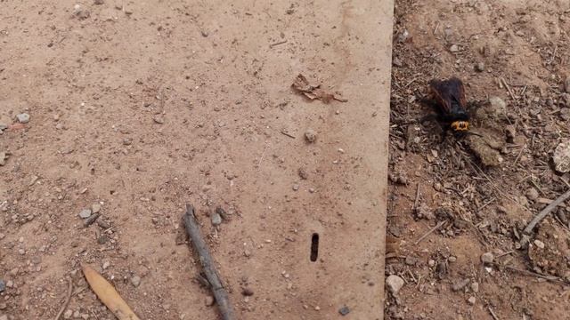 Megascolia maculata la avispa mas grande de europa смотреть онлайн