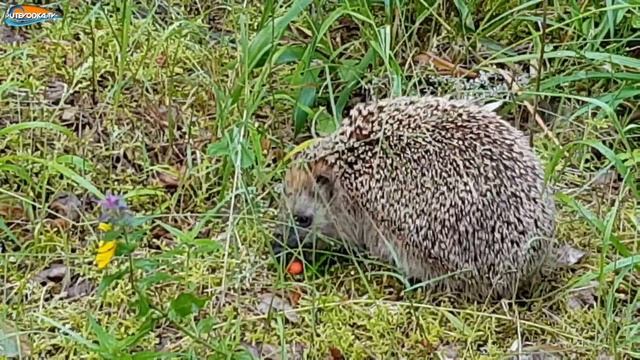 Ёж ест землянику смотреть онлайн