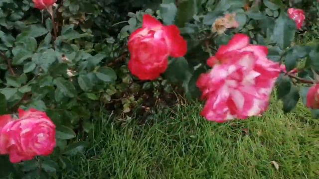 Мы будем вместе 💞 смотреть онлайн