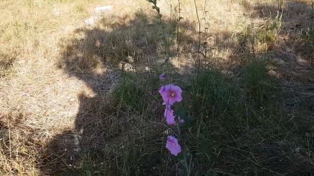 l'entretien de la rose trémière смотреть онлайн