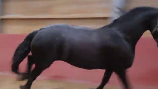 Фриз высокий. смотреть онлайн