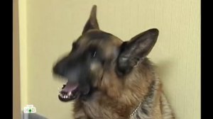 Возвращение Мухтара 2. Женские уловки