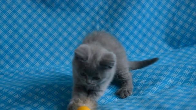 Купить плюшевого шотландского котенка голубого окраса - ПРЕДЛАГАЕМ. смотреть онлайн