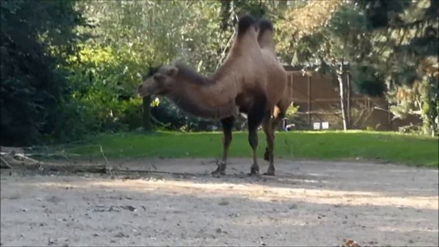 зоопарк, Райне, часть 4 смотреть онлайн