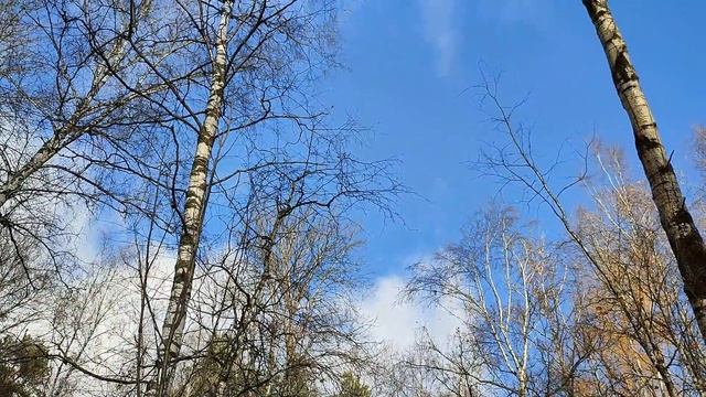 Осеннее БЕЗГРИБЬЕ. Наслаждаемся последним солнечным днем октября в лесу. смотреть онлайн