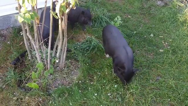 Фермерские продукты от Семёныча смотреть онлайн