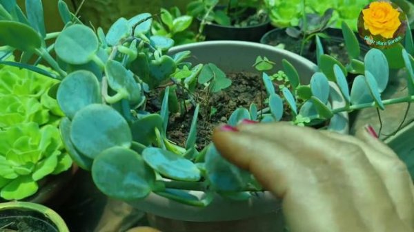 🌱Silver Dollar vine plant propogations/🌱🌱How to grow silver dollar plant at home/Best Indoor plant