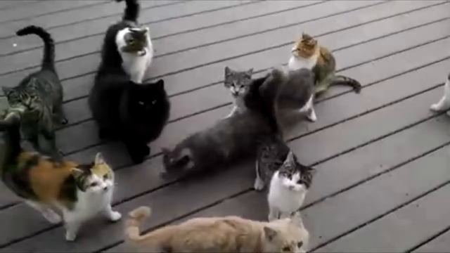 Когда в армии открыл пачку сигарет... Смешное видео про животных кошек до слёз смотреть бесплатно