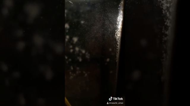 Инфузории, простейшие завелись в аквариуме смотреть онлайн