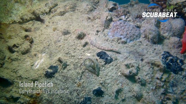 Diving the MS Balena Wreck - Hurghada - Egypt смотреть онлайн