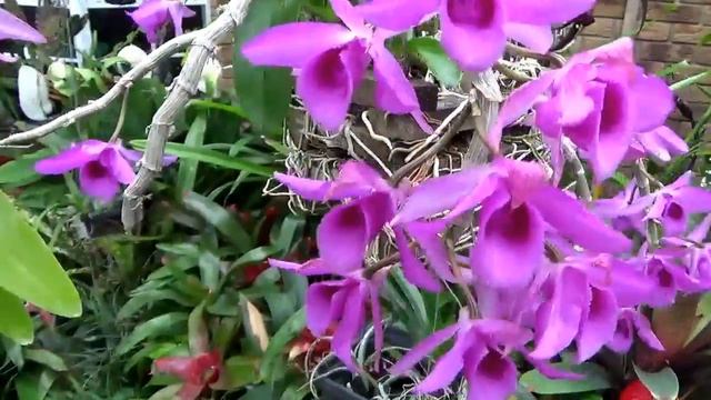 Den. Nestor. Мой Дендробиум Nestor цветет. Уход