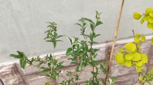 Кустарники-новинки для «старых» клумб и красавец барбарис аттавский.