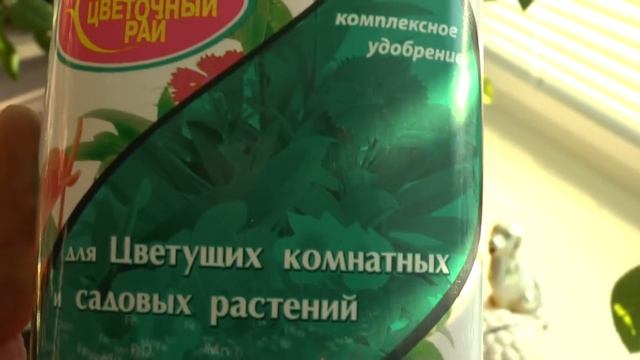 Мои розы/ чем же я удобряю своих цветы/ добиваемся бурного цветения круглый год смотреть онлайн