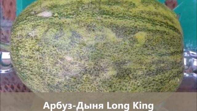 Кавбуз - самая большая в мире целебная ягода! Лечебный, вкусный и урожайный. смотреть онлайн