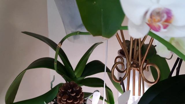 Пышное цветение в мае! смотреть онлайн