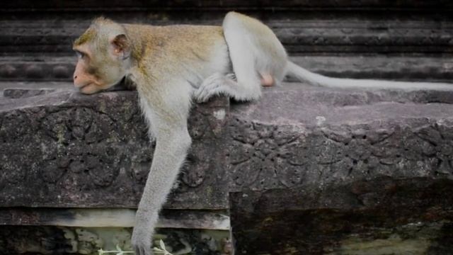 НОВИНКА !!! СЕРГЕЙ ЧЕКАЛИН. ЗАМЕЧАТЕЛЬНАЯ МУЗЫКА. смотреть онлайн