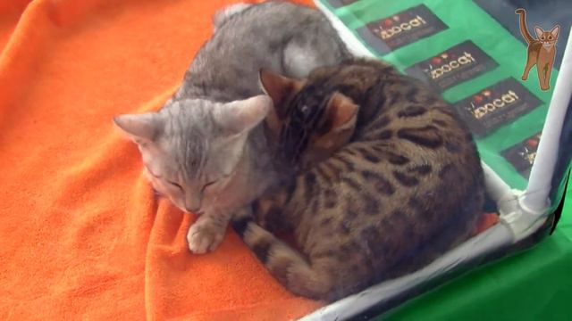 Сat's show [kotopurrs] смотреть онлайн