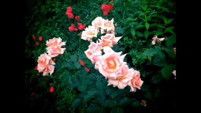   Роза Compassion Belle de Londres Первое цветение 2016