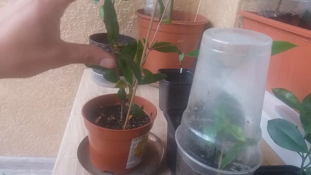 КАК ЧЕРЕНКОВАТЬ КУЛЬТУРНЫЙ ГРАНАТ.Как вырастить гранат дома. смотреть онлайн