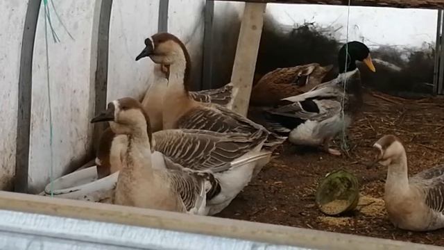 Как гуси пьют воду смотреть онлайн