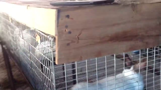 11кг Немецкий Ризен на свободе ))) смотреть онлайн