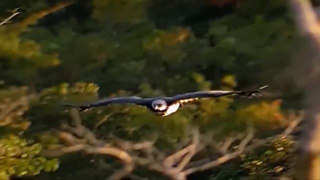 Incredible Fight! Mountain Goat Tossing Snow Leopard Fall Down From Cliff To Escape Mountain смотреть онлайн