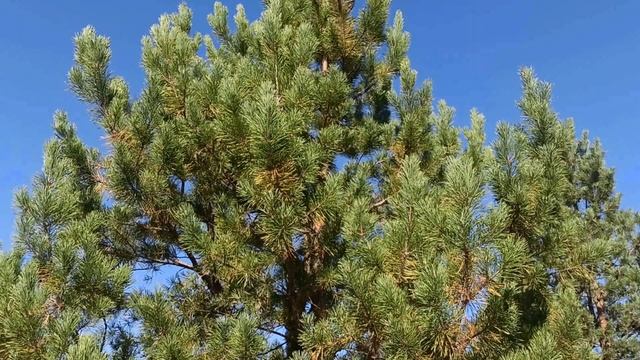 11 декабря народный праздник СОЙКИН ДЕНЬ. Народные приметы и традиции. Правила и запреты дня. смотреть онлайн