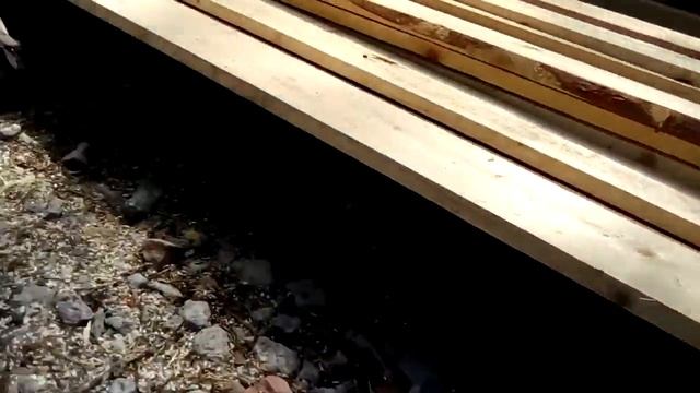 Выводок дикой утки на прогулке смотреть онлайн