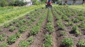 Трактор т-25 самодельный культиватор (2020)