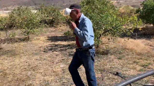 Fertilizante, insecticida, aminoácidos y jabón roma! funcionan en conjunto alta producción en limón смотреть онлайн