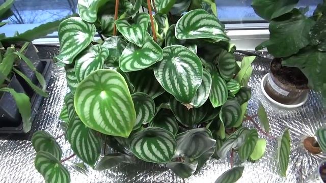 Пеперомия арбузная ( Peperomia Argyreia, The Watermelon Peperomia Or Watermelon Begonia)