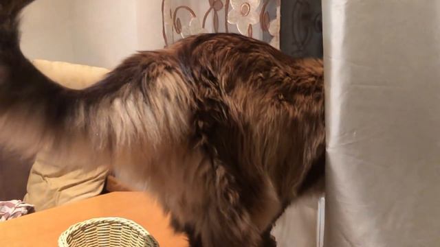 Кот Вилли, Пахлава и Загадка смотреть онлайн
