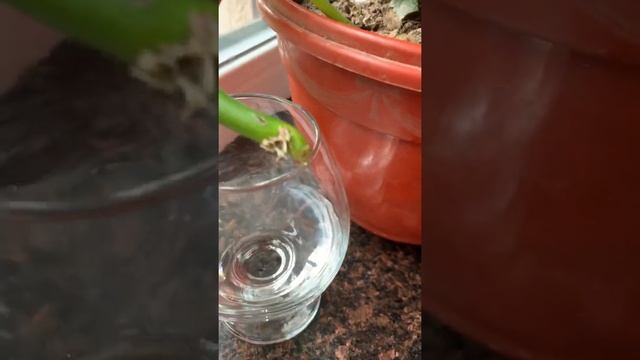 Каланхоэ. Размножение черенками с корешками. смотреть онлайн