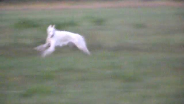 Бега, курсинг смотреть онлайн