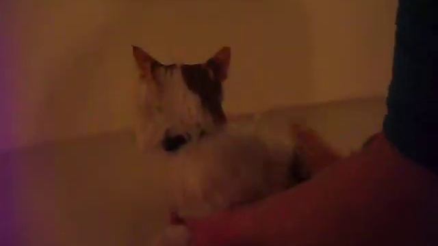 Кот говорит АГУ! смотреть онлайн