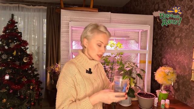 Кротон. Черенкуем легко и просто! смотреть онлайн