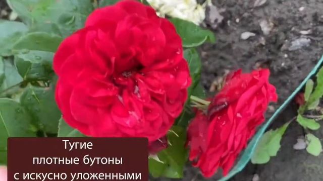 Poза Red Piano / Red piano rose смотреть онлайн