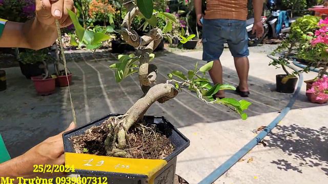 HUỲNH TRƯỜNG | #0939607312 | KHAI TRƯƠNG ĐẦU NĂM NHIỀU CÂY ĐẸP GIÁ BẤT NGỜ SƠ RI, HOA GIẤY, LINH SA смотреть онлайн