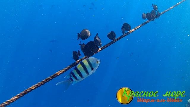 ? Подводный мир красного моря (часть 1)