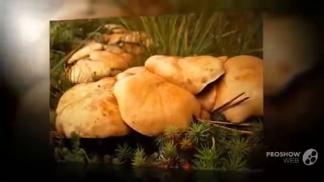 Грибы Козлята Suillus Bovinus mushroom смотреть онлайн