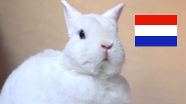 Белый Кролик Мася | Мультик для детей смотреть онлайн