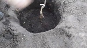 ХУРМА. Сорт Россиянка. ПОСАДКА САЖЕНЦА.