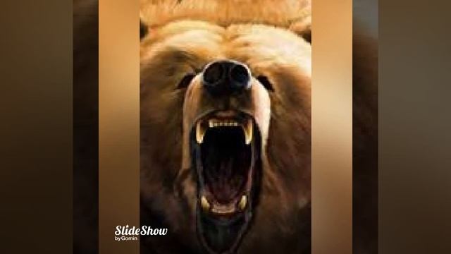 картинки и песни смотреть онлайн