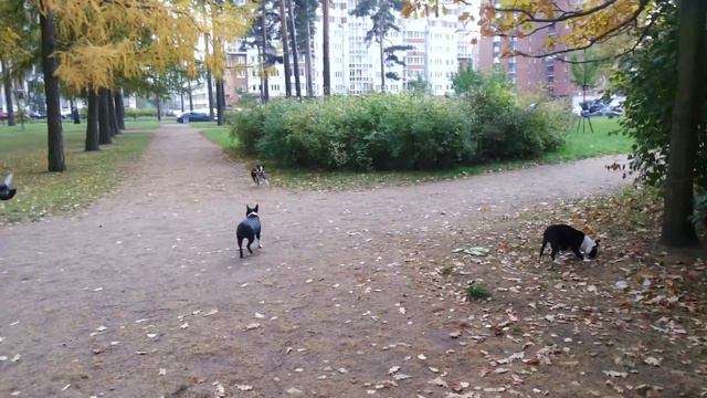 Бася и птички )) смотреть онлайн