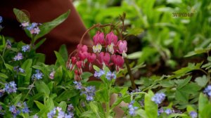 Анонс. Канал Загородный. Мировой садовод. Сезон 2019 г.