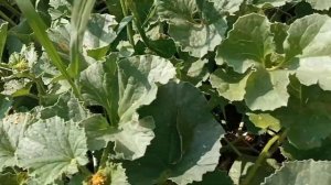 Арбузы и дыни в средней полосе России