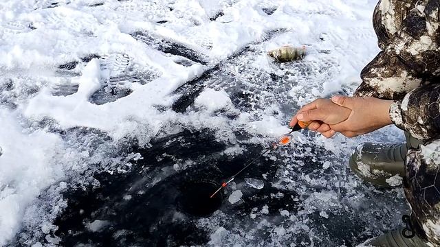 ЗИМНЯЯ РЫБАЛКА 2022 - Ловля окуня зимой - Ловля на безмотылку смотреть онлайн