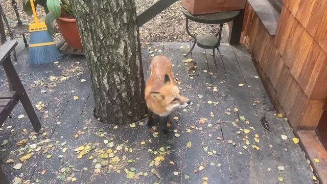 Алиса - лиса. Обучение человека, урок №5 для лис и лисят смотреть онлайн