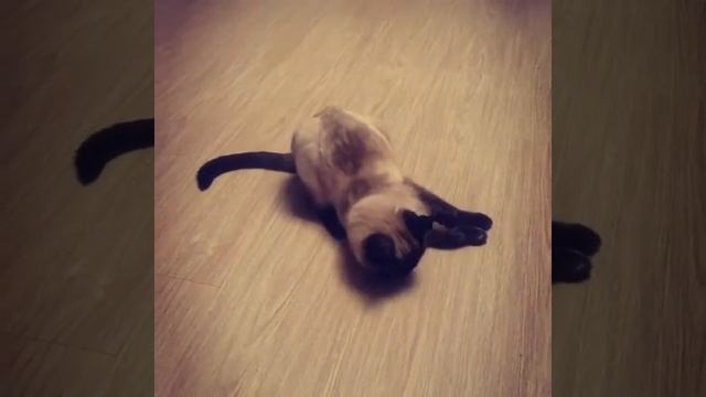 Кошка и пустырник смотреть онлайн