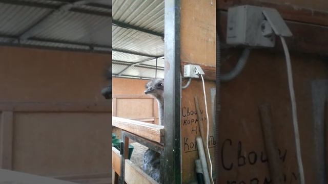 Забавный страус смотреть онлайн